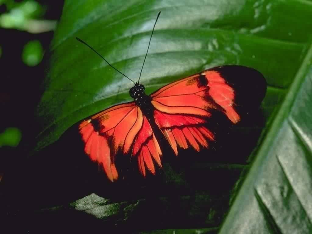 Papillons - 003